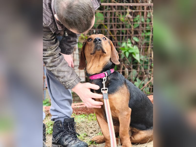 Apollo - ruhige Bracke