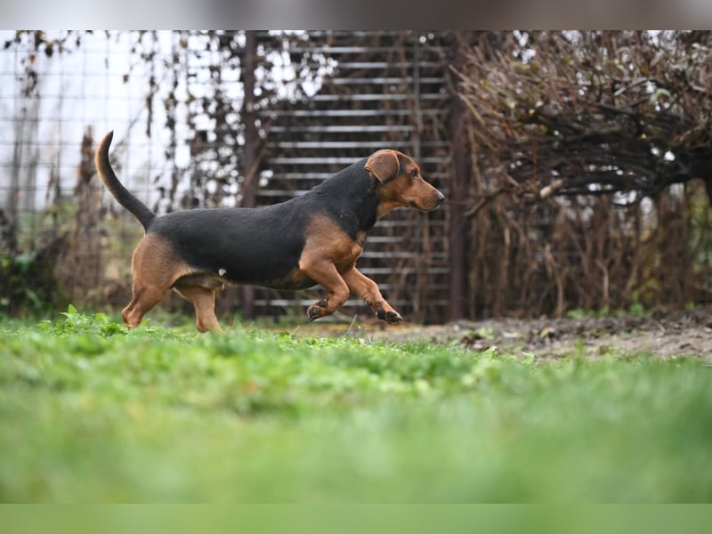 Apollo - ruhige Bracke