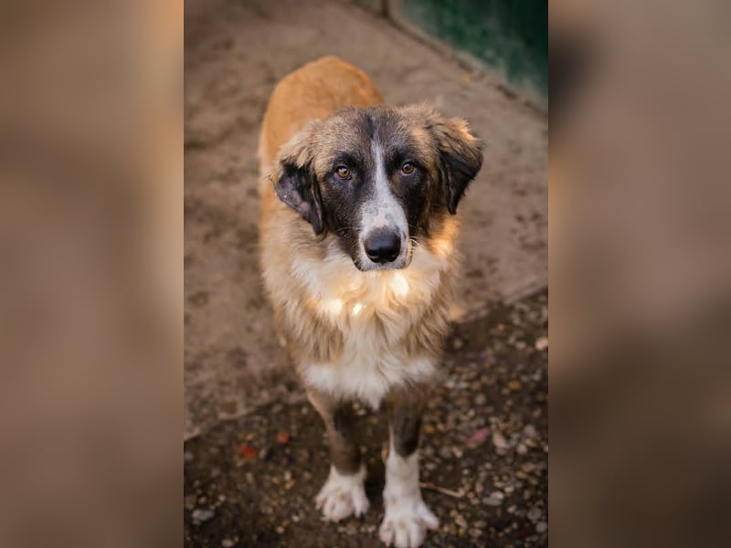 Balu: Liebevolle Frohnatur