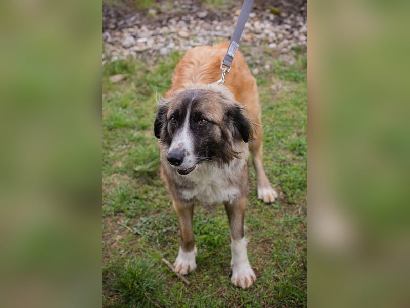 Balu: Liebevolle Frohnatur