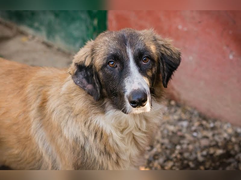 Balu: Liebevolle Frohnatur