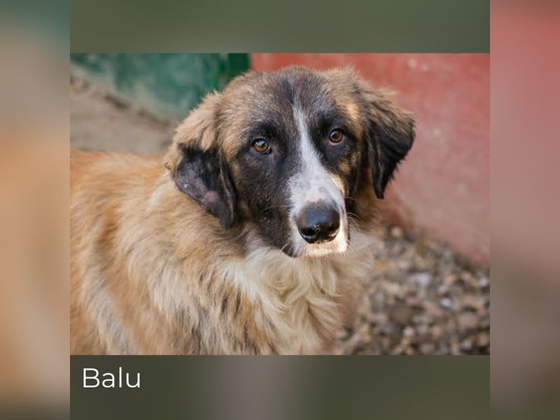 Balu: Liebevolle Frohnatur