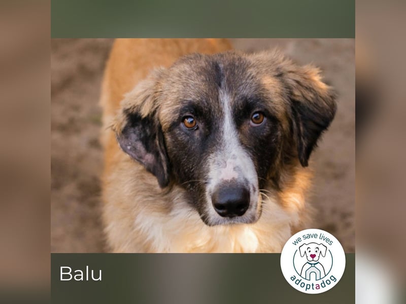 Balu: Liebevolle Frohnatur