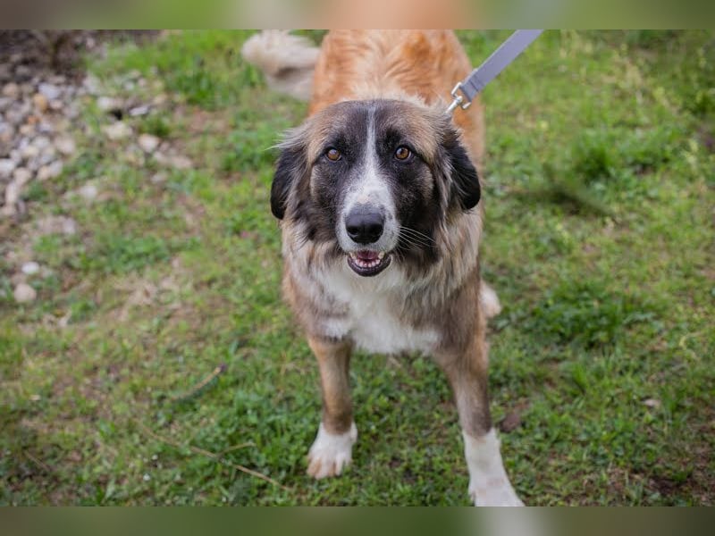 Balu: Liebevolle Frohnatur