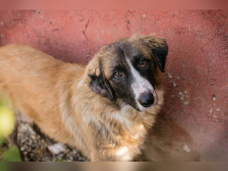 Balu: Liebevolle Frohnatur