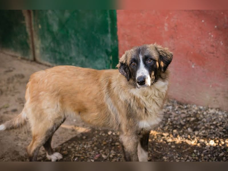 Balu: Liebevolle Frohnatur