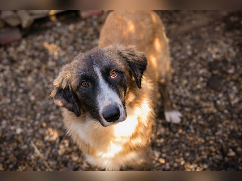 Balu: Liebevolle Frohnatur