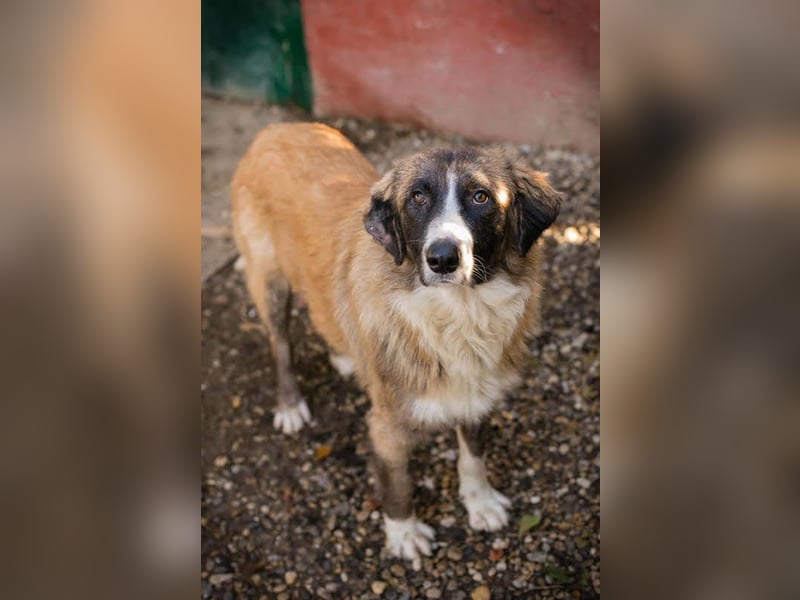 Balu: Liebevolle Frohnatur