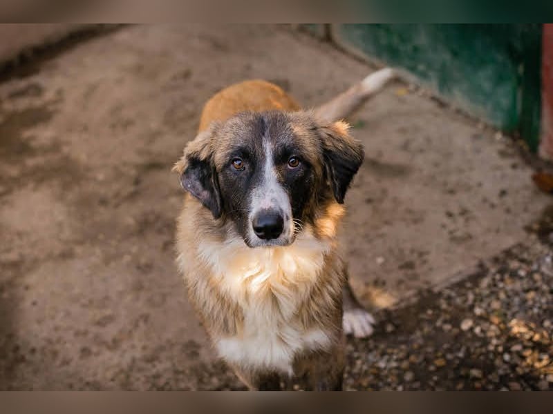 Balu: Liebevolle Frohnatur