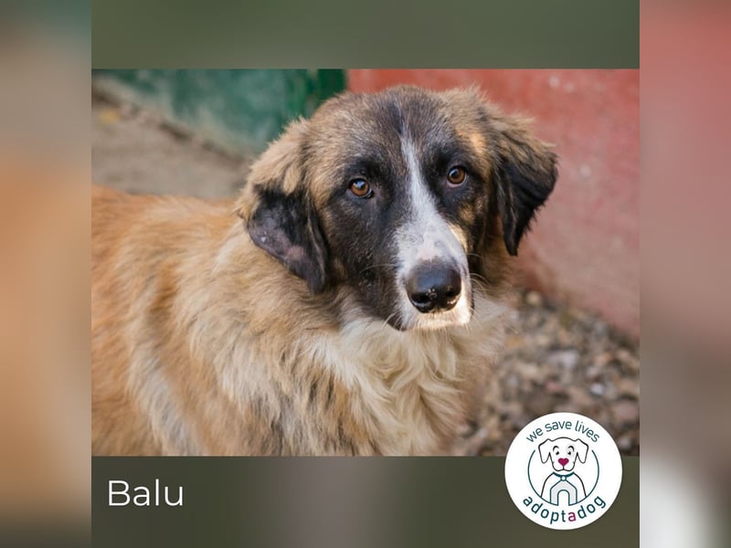 Balu: Liebevolle Frohnatur