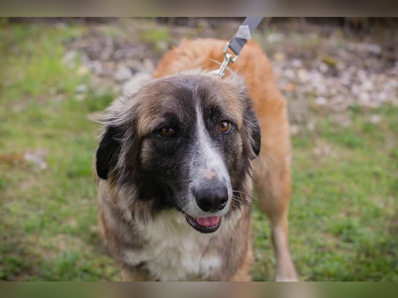 Balu: Liebevolle Frohnatur