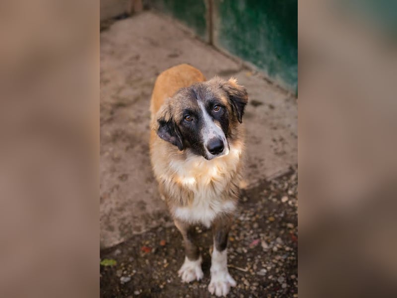 Balu: Liebevolle Frohnatur