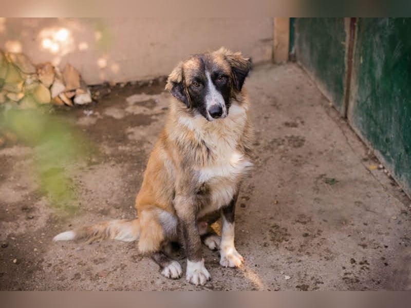 Balu: Liebevolle Frohnatur