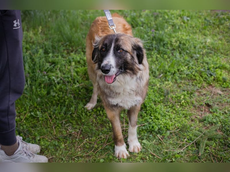 Balu: Liebevolle Frohnatur