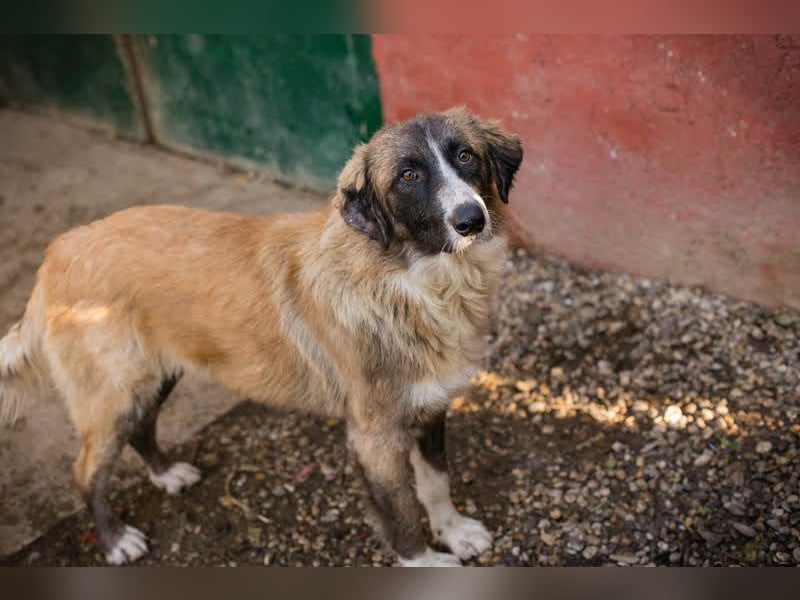 Balu: Liebevolle Frohnatur