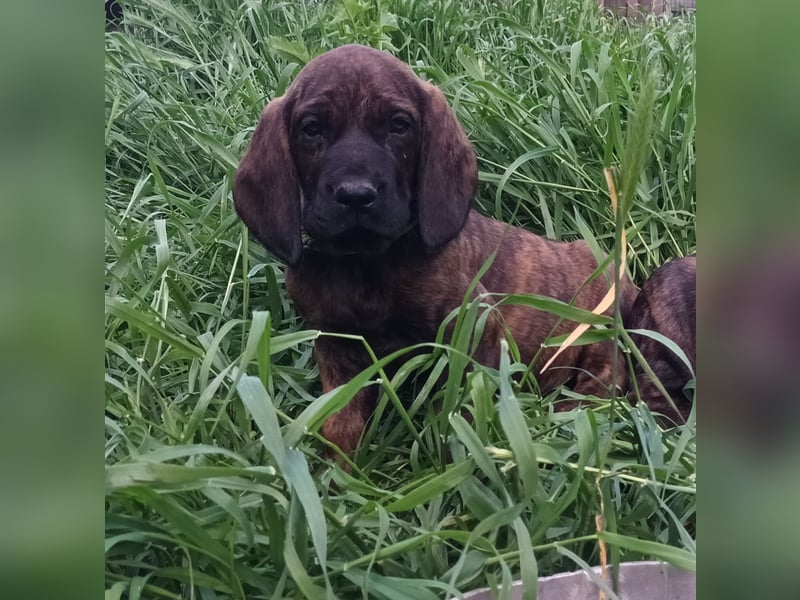 Hannoverscher Schweißhund