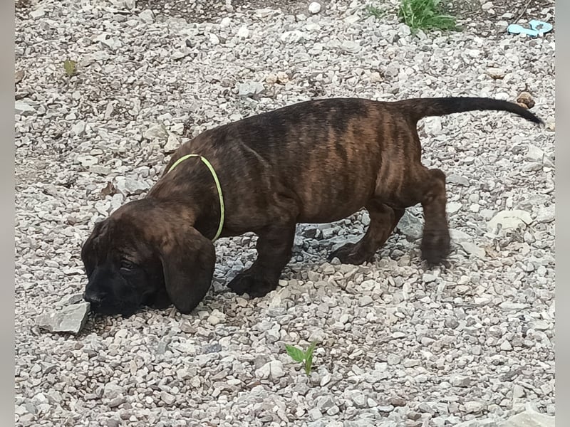 Hannoverscher Schweißhund