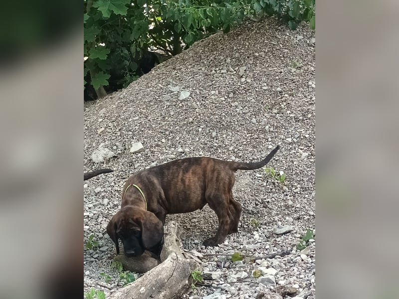 Hannoverscher Schweißhund