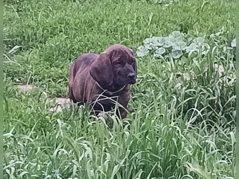 Hannoverscher Schweißhund