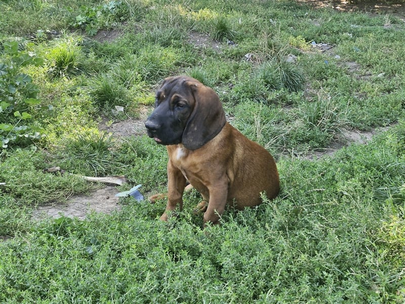 Hannoverschen Schweißhund