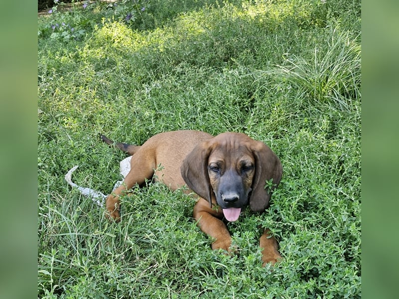 Hannoverschen Schweißhund