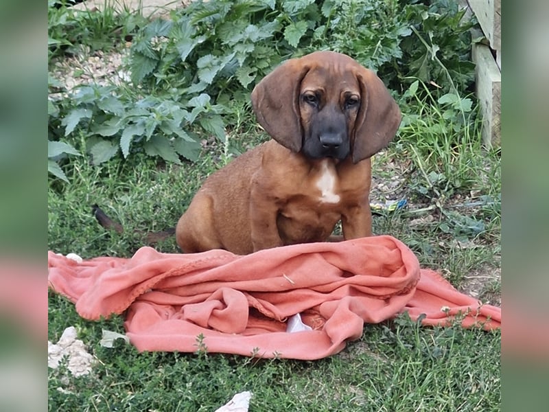 Hannoverschen Schweißhund