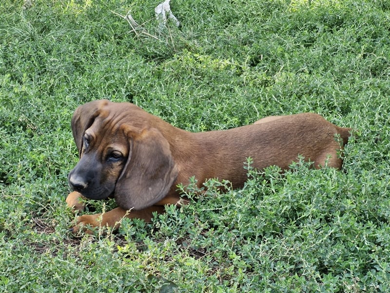 Hannoverschen Schweißhund