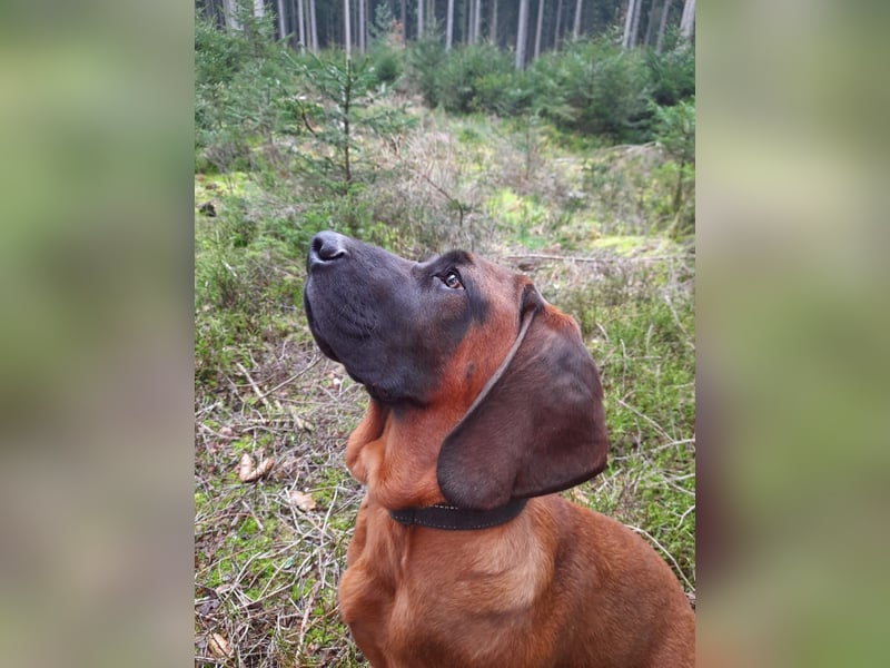 Hannoverscher Schweißhund Rüde