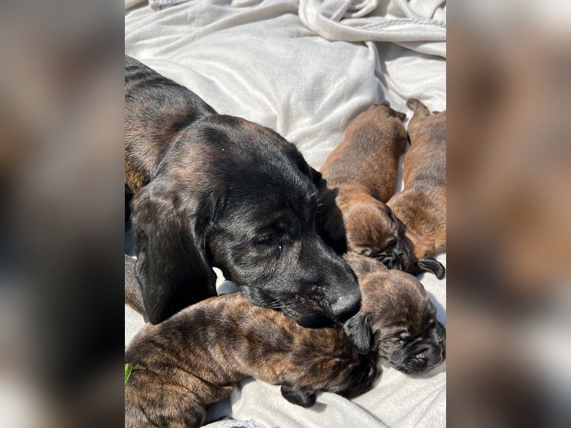 Wurfankündigung für den 22.04.2025 --- Hannoversche Schweißhunde