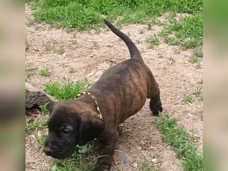 Hannoversche Schweißhunde