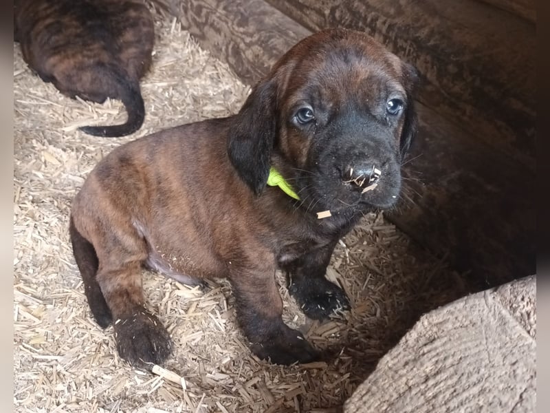 Hannoversche Schweißhunde