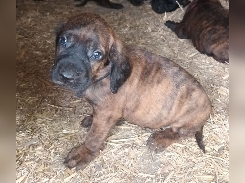Hannoversche Schweißhunde