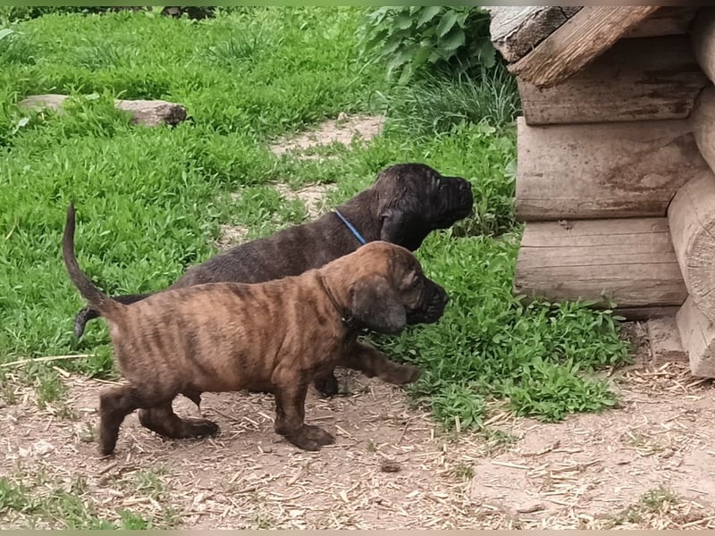 Hannoversche Schweißhunde