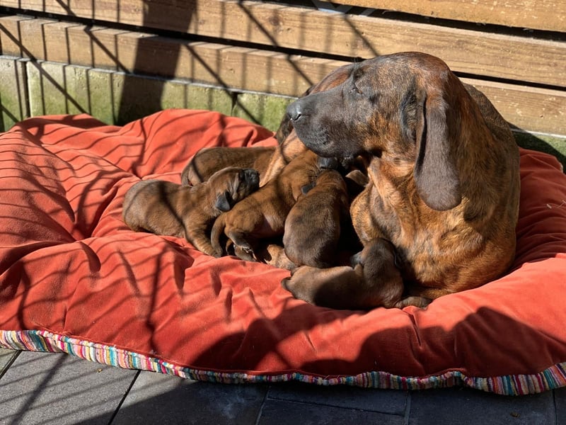 Hannoversche Schweißhund Welpen mit Papieren