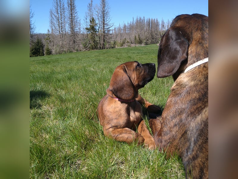 Hannoversche Schweißhund Welpen mit Papieren