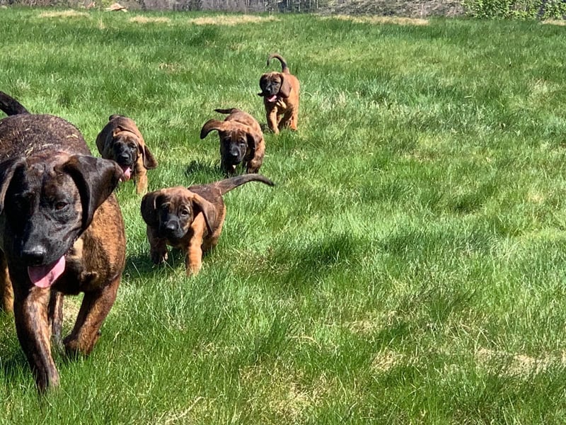 Hannoversche Schweißhund Welpen mit Papieren