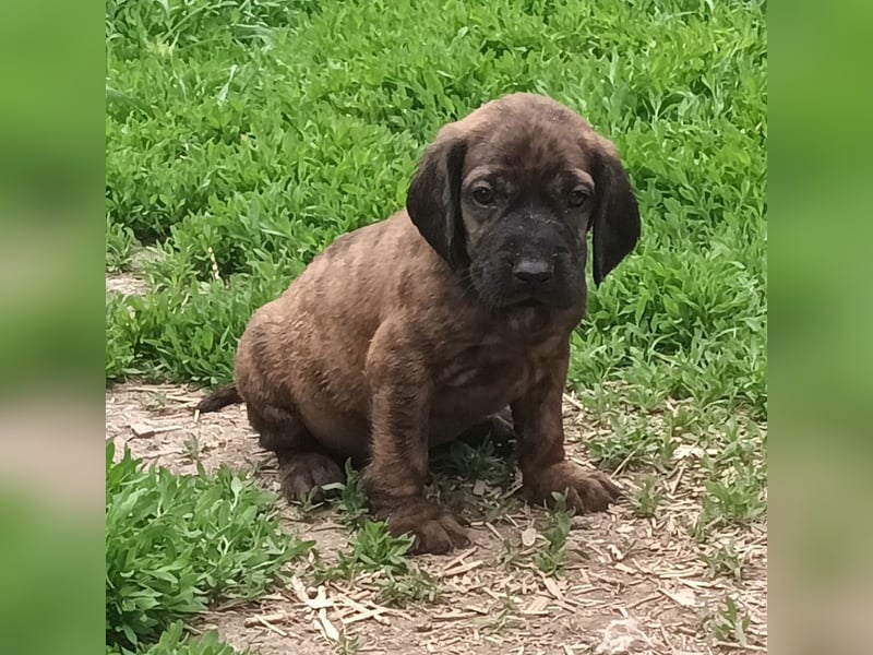 Hannoversche Schweißhunde