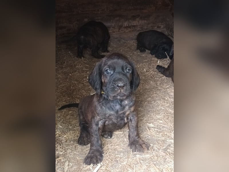 Hannoversche Schweißhunde