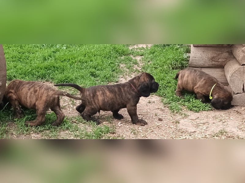 Hannoversche Schweißhunde