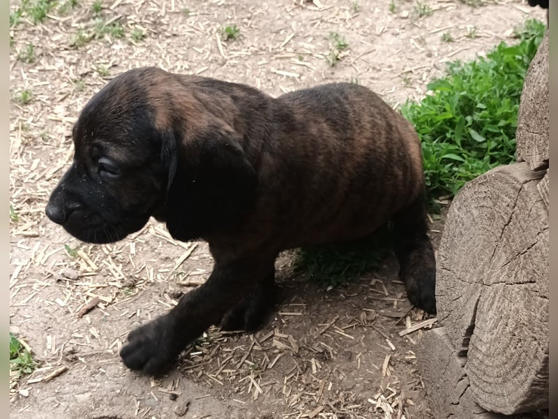 Hannoversche Schweißhunde
