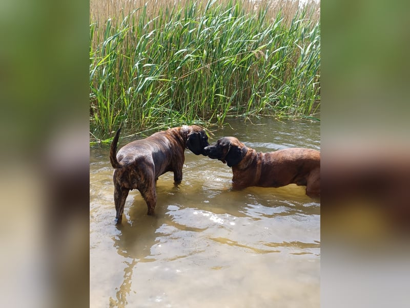 Hannoversche Schweißhund