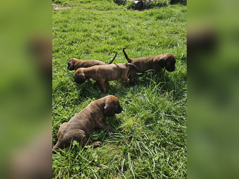 Hannoversche Schweißhund