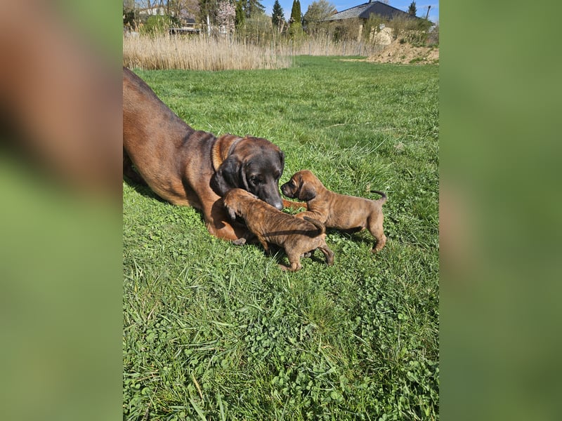 Hannoversche Schweißhund