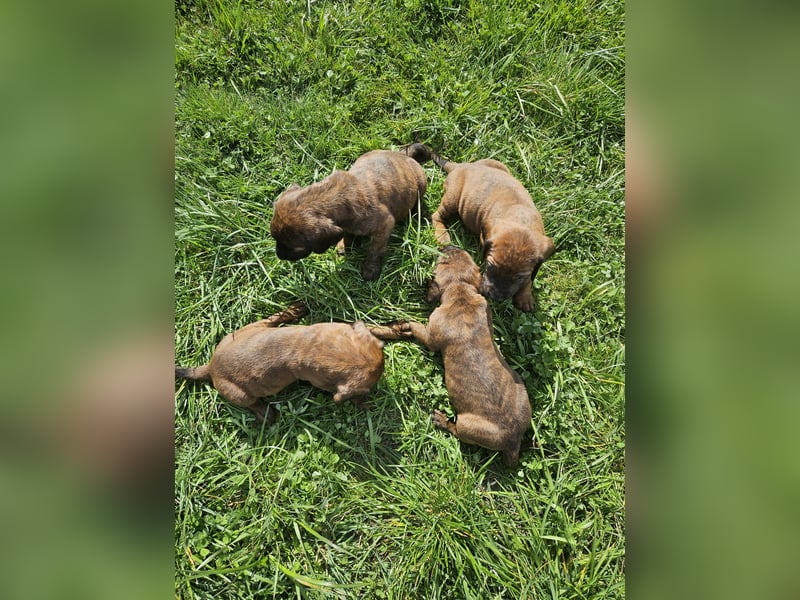 Hannoversche Schweißhund
