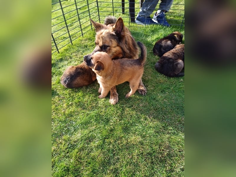 8 gesunde putzmuntere Harzer Fuchs Welpen abzugeben