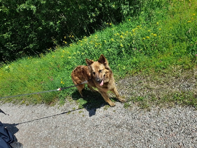 8 gesunde putzmuntere Harzer Fuchs Welpen abzugeben