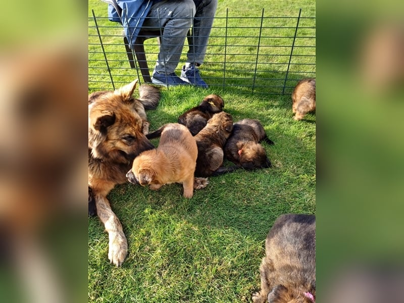 8 gesunde putzmuntere Harzer Fuchs Welpen abzugeben