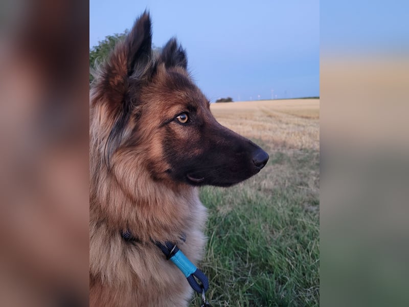 Maggy sucht ihre verantwortungsvollen Halter