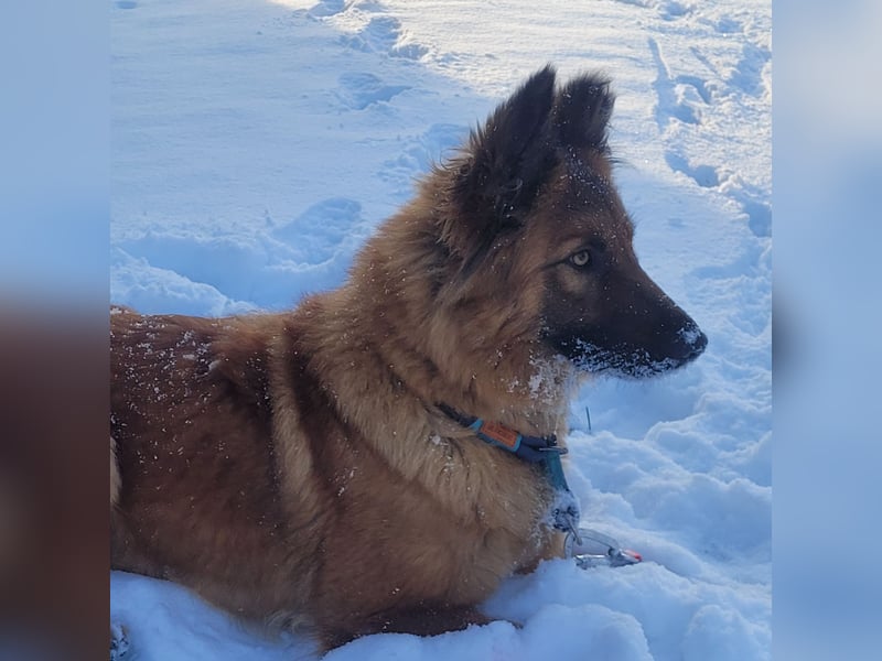 Maggy sucht ihre verantwortungsvollen Halter
