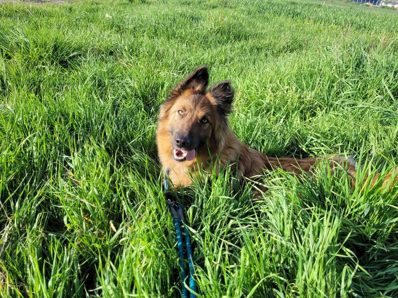 Maggy sucht ihre verantwortungsvollen Halter